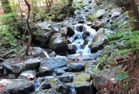 戸沢の森の渓流