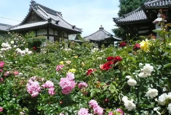 春と秋にバラまつりが