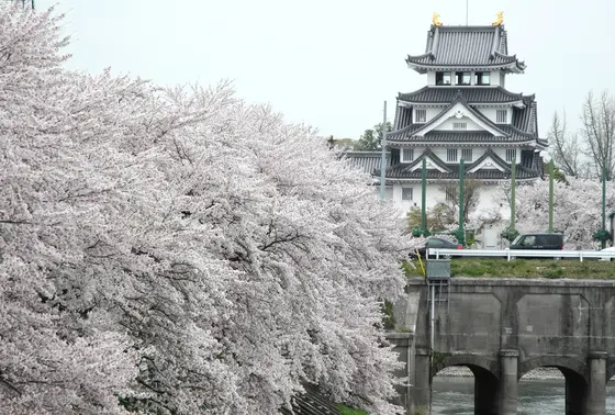 堤防側からの桜も見事