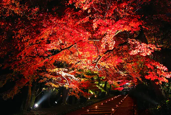 紅葉期間限定のライトアップも必見の価値あり！