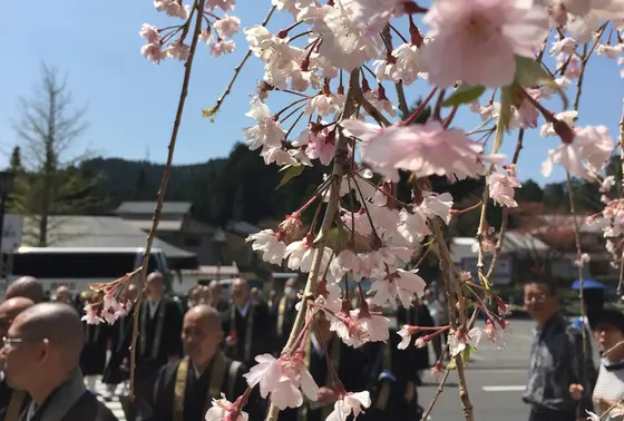 桜と坊主