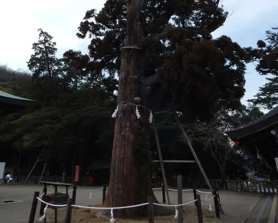 平安杉