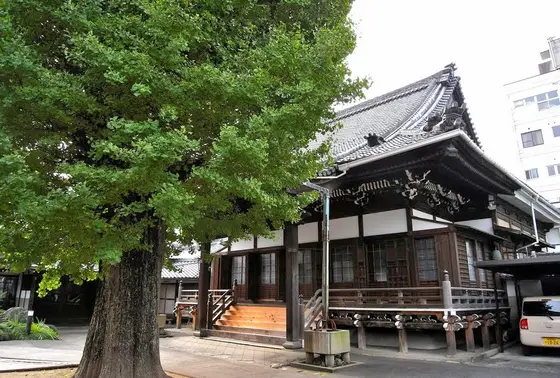 上宮寺の大銀杏