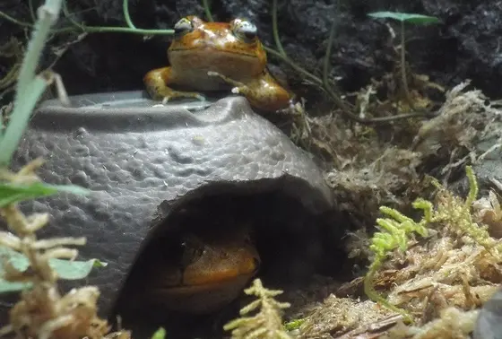 サビトマトガエル