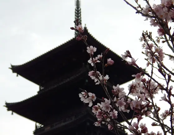 桜も咲いていました