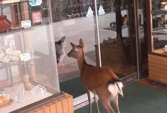 鹿もりっぱな住民