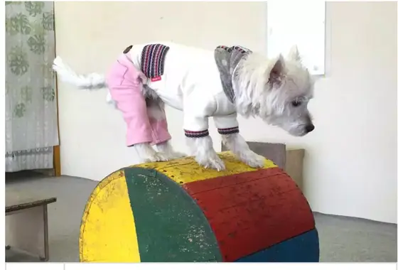 わんわんショー