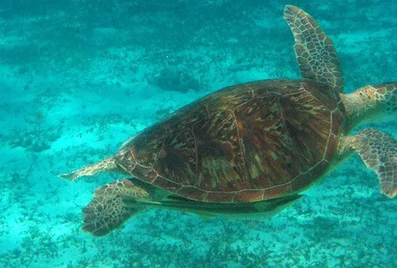 ウミガメも見れます
