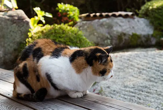 三毛猫の「福ちゃん」にもあえるかな？