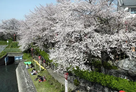 花見客で一杯に