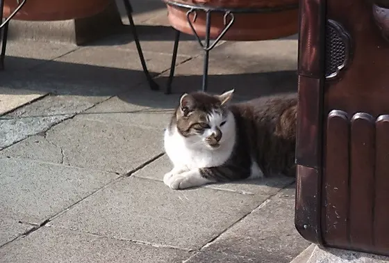 ここで猫写真を1枚