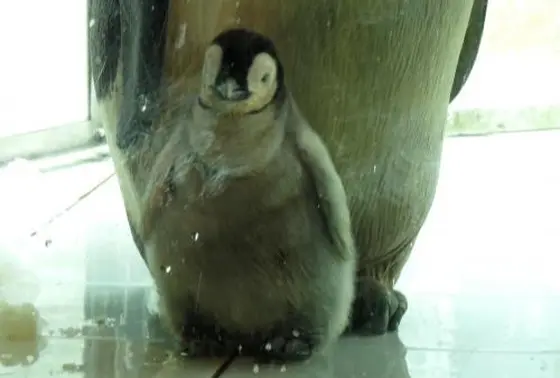 皇帝ペンギンの赤ちゃん