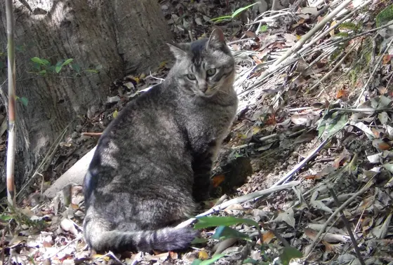 にゃんこに遭遇