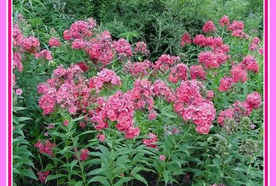 ボーダー花壇