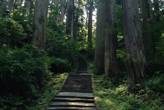 羽黒山杉並木