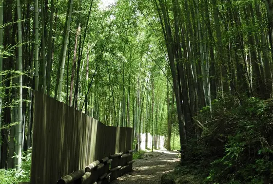 遺跡は竹やぶの中