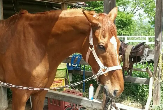 馬！