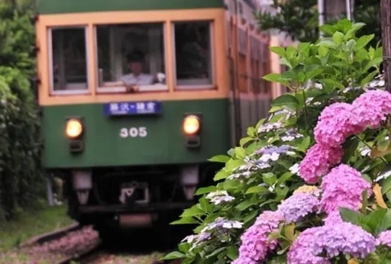 神社の向かいを走る江ノ電と紫陽花