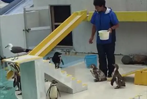 噂のペンギンショー