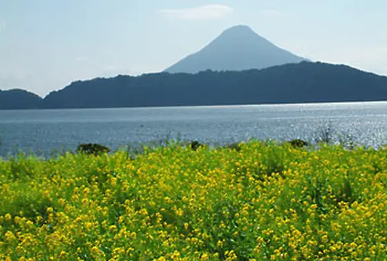 一面に咲く菜の花