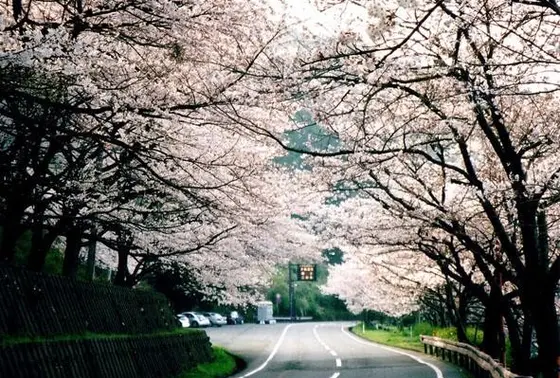 桜のトンネル🌸