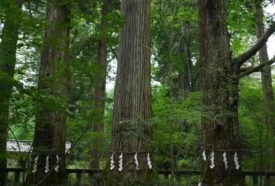 ご神木
