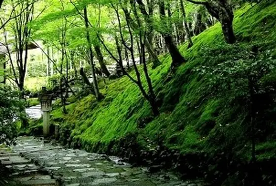 200本の楓のトンネル