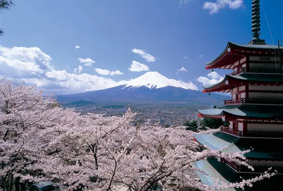 桜の季節！