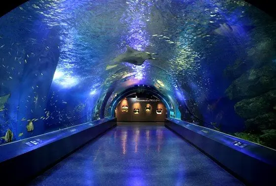 マンタのトンネル