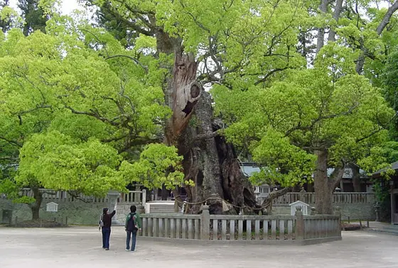乎知命御手植の楠