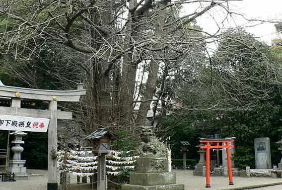 銀杏