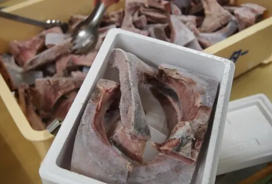 マグロのカマ詰め放題🐟