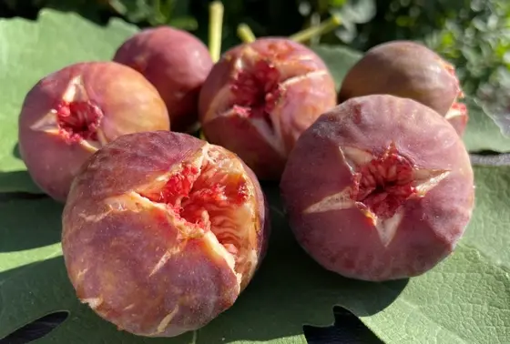 いちじくがおいしい季節！