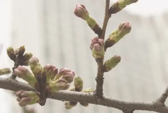 桜開花状況(2015/3/21時点）