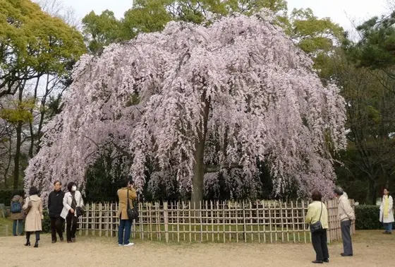 こちらも早咲き