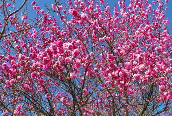 見頃は２月中旬から