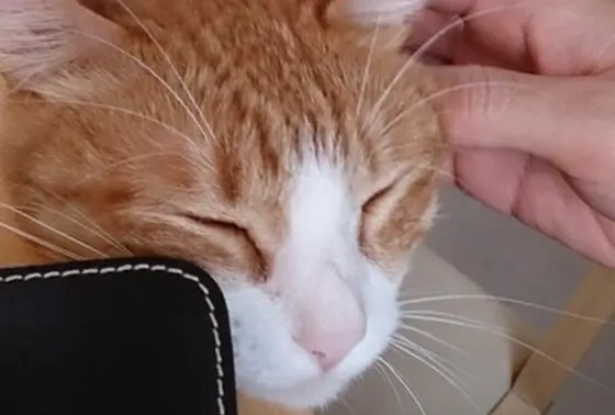 看板ネコさん