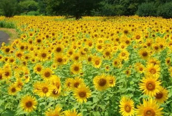 一面のひまわり畑