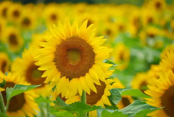 夏の兵庫県一押しスポット