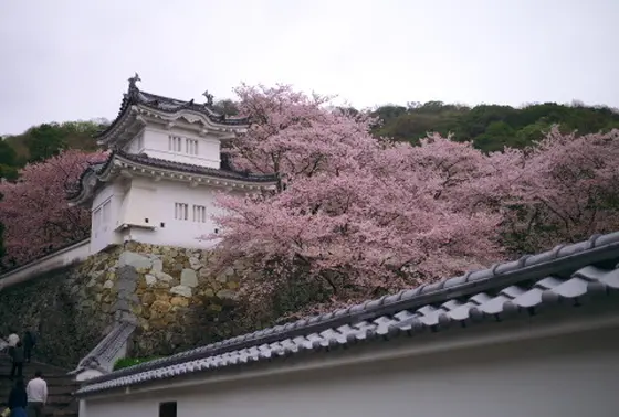 龍野城の桜２