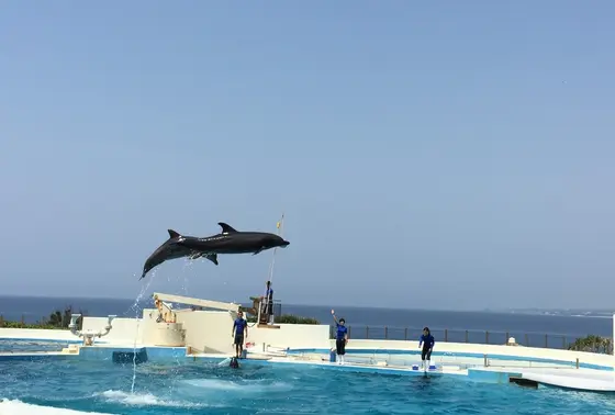 イルカのショー