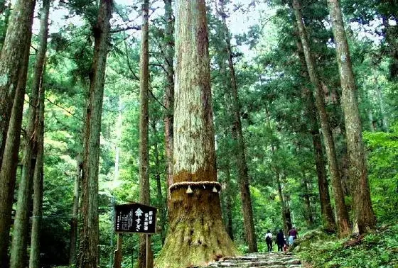 傘杉