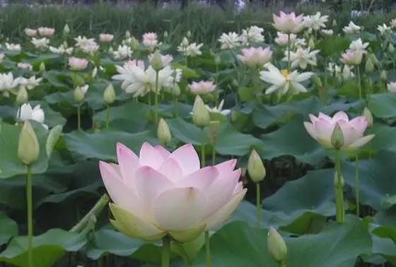 夏はハス祭り