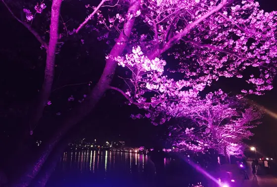 夜桜ライトアップ