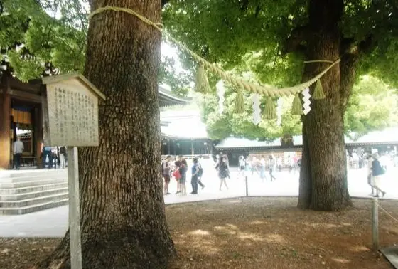 夫婦楠