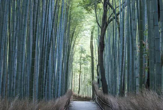 天龍寺裏の竹林路