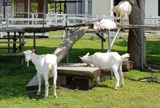 動物とも触れ合えちゃう☆
