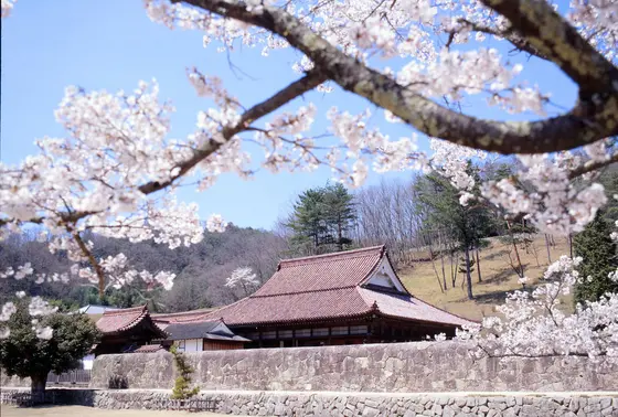 見逃せない桜の時期