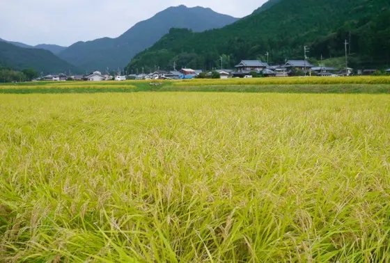 田園風景を眺めながらサイクリング