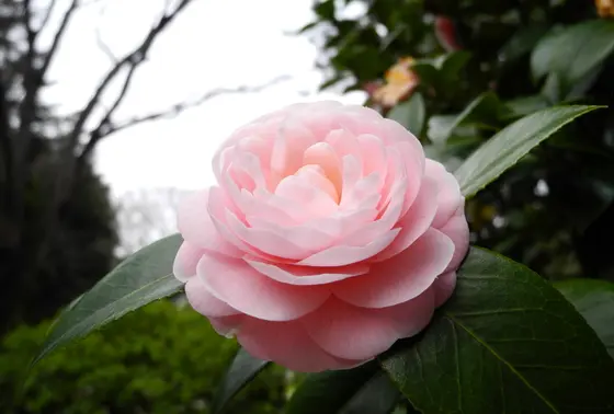 山茶花ですね